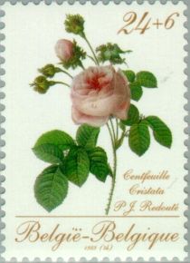 Rose "Centfeuille Cristata" by P. J. Redouté (1759-1840)