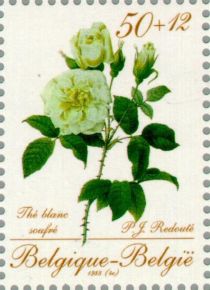 Rose "Thé blanc soufré" by P. J. Redouté (1759-1840)