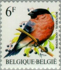 Eurasian Bullfinch (Pyrrhula pyrrhula)