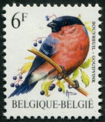 Eurasian Bullfinch (Pyrrhula pyrrhula)