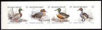 Booklet Nature - Ducks