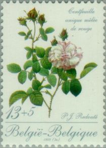 Rose "Centfeuille unique mélée" by P. J. Redouté (1759-1840)