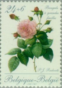 Rose "Bengale a grandes feuilles" by P.J. Redouté (1759-1840