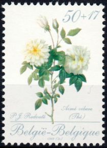 Rose "Thé Aimé vibère" by P. J. Redouté (1759-1840)