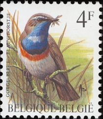 White-spotted Bluethroat (Luscinia svecica cyanecula)