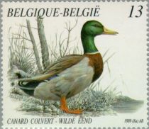 Mallard (Anas platyrhynchos)