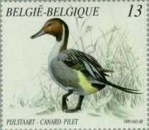 Northern Pintail (Anas acuta)