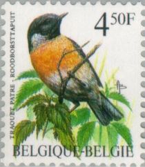 European Stonechat (Saxicola rubicola)