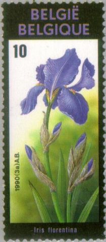 Iris florentina