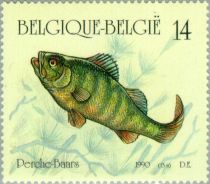 European Perch (Perca fluviatilis)