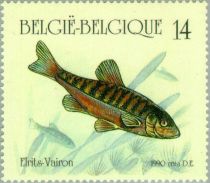 Eurasian Minnow (Phoxinus phoxinus)