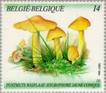 Persistent Waxcap (Hygrocybe acutoconica)