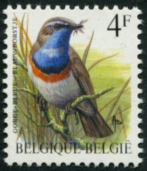 White-spotted Bluethroat (Luscinia svecica cyanecula)