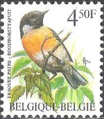 European Stonechat (Saxicola torquata)