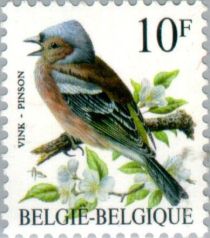 Common Chaffinch (Fringilla coelebs)