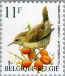 Eurasian Wren (Troglodytes troglodytes)