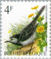 White Wagtail (Motacilla alba)