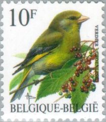 European Greenfinch (Chloris chloris)