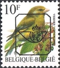 European Greenfinch (Chloris chloris)