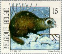 European Polecat (Mustela putorius)