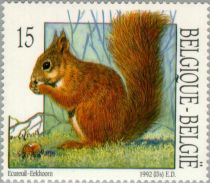 Eurasian Red Squirrel (Sciurus vulgaris)