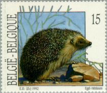 West European Hedgehog (Erinaceus europaeus)