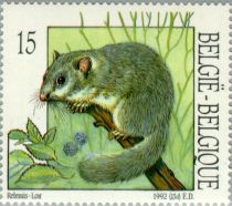 Edible Dormouse (Glis glis)