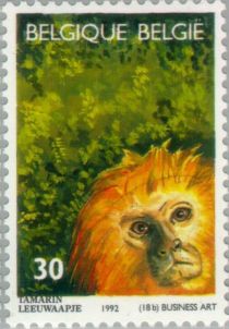 Golden-headed Lion Tamarin (Leontopithecus chrysomelas)