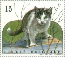 Tabby and White Cat Standing on Rock