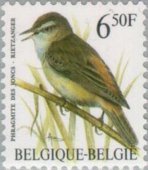 Sedge Warbler (Acrocephalus schoenobaenus)