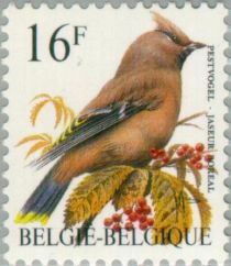 Bohemian Waxwing (Bombycilla garrulus)