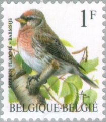 Common Redpoll (Carduelis flammea)