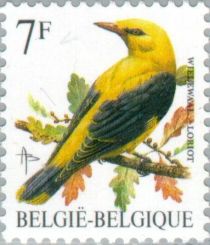 Eurasian Golden Oriole (Oriolus oriolus)