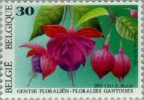 Fuchsia hybrida