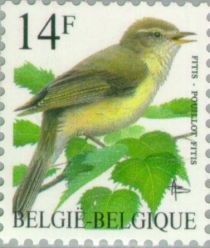 Willow Warbler (Phylloscopus trochilus)