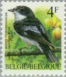 Pied Flycatcher (Ficedula hypoleuca)