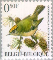 Goldcrest (Regulus regulus)