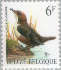 White-throated Dipper (Cinclus cinclus)