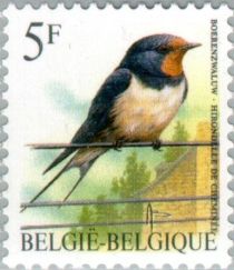 Barn Swallow (Hirundo rustica)