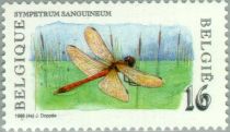 Ruddy Darter (Sympetrum sanguiseum)