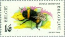 Buff-tailed Bumblebee  (Bombus terrestris)