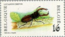 Stag Beetle (Lucanus cervus)