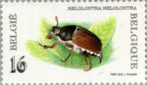 May Bug or Cockchafer (Melolontha melolontha)