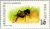 Field Cricket (Gryllus campestris)