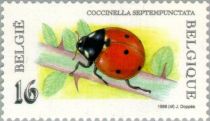 Seven-Spot Ladybird (Coccinella septempunctata)