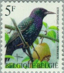 European Starling (Sturnus vulgaris)