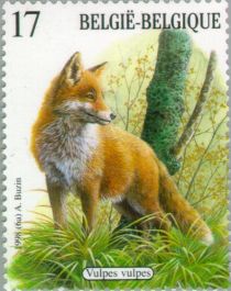 Red Fox (Vulpes vulpes)