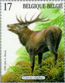 Red Deer (Cervus elaphus)