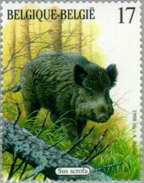 Wild Boar (Sus scrofa)