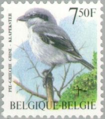 Great Grey Shrike (Lanius excubitor)